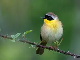 Common Yellowthroat