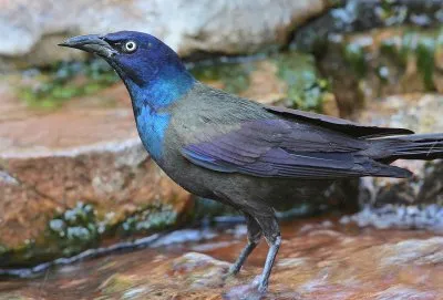 Common Grackle