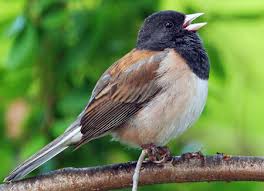 Dark-Eyed Junco 