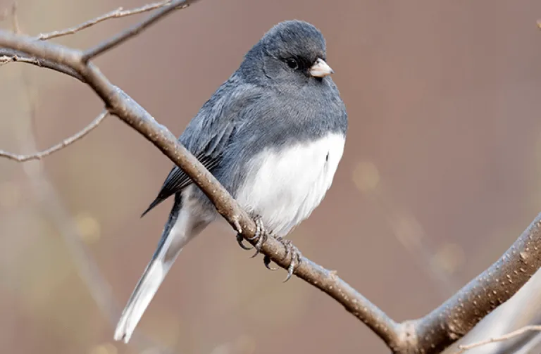 Dark-eyed Junco