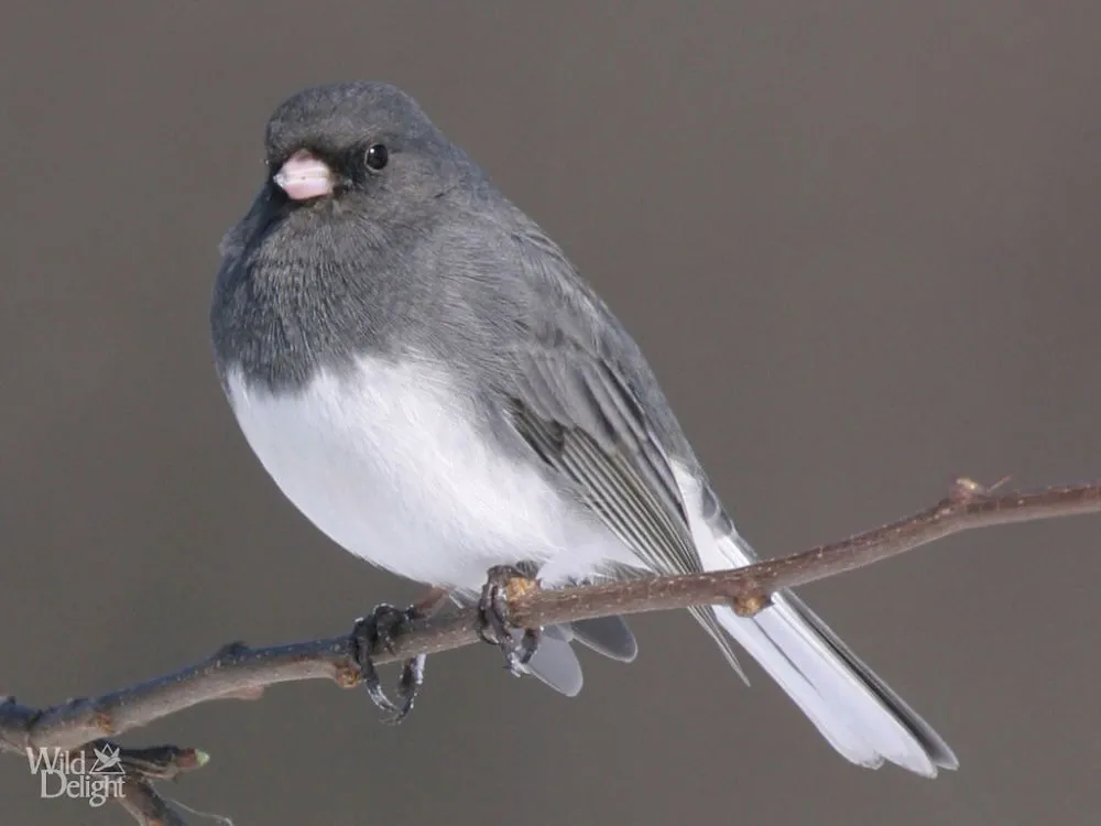 Dark-eyed Junco