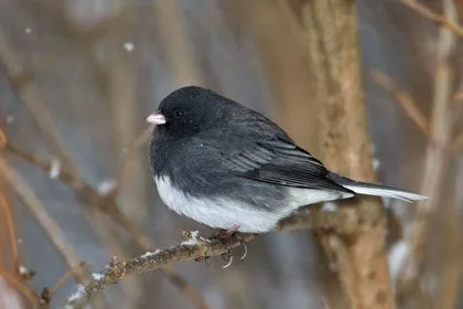 Dark-eyed Junco