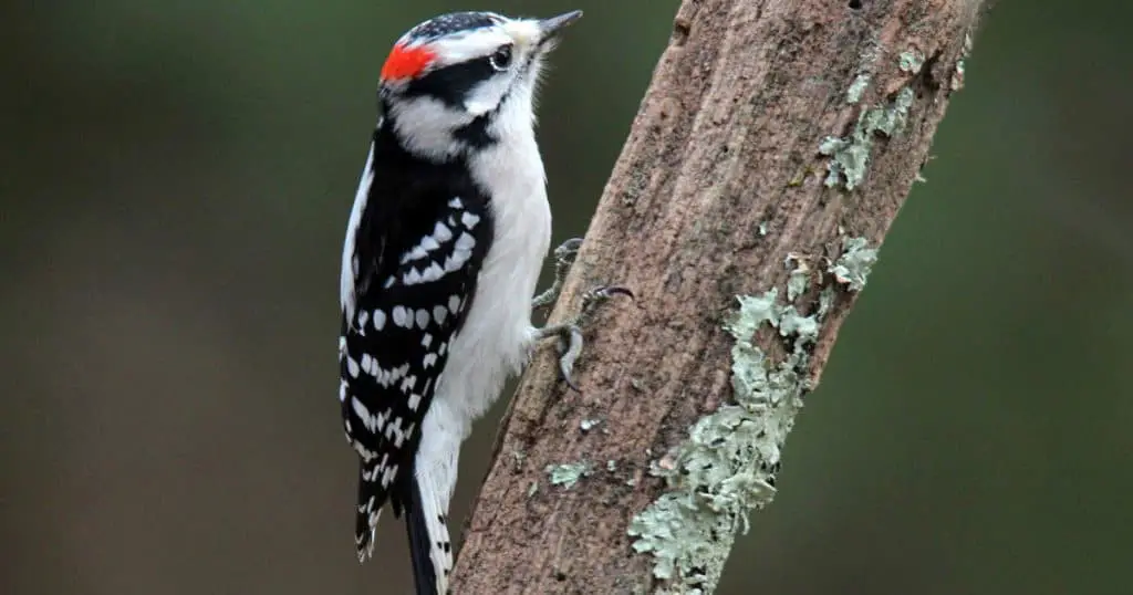 Downy Woodpecker 