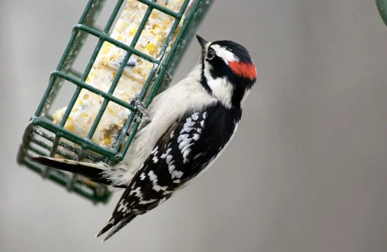 Downy Woodpecker 