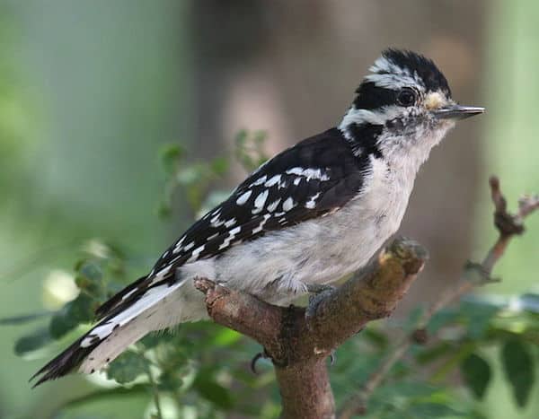 Downy Woodpecker