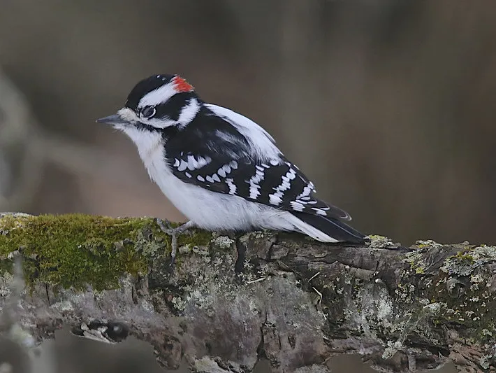 Downy Woodpecker