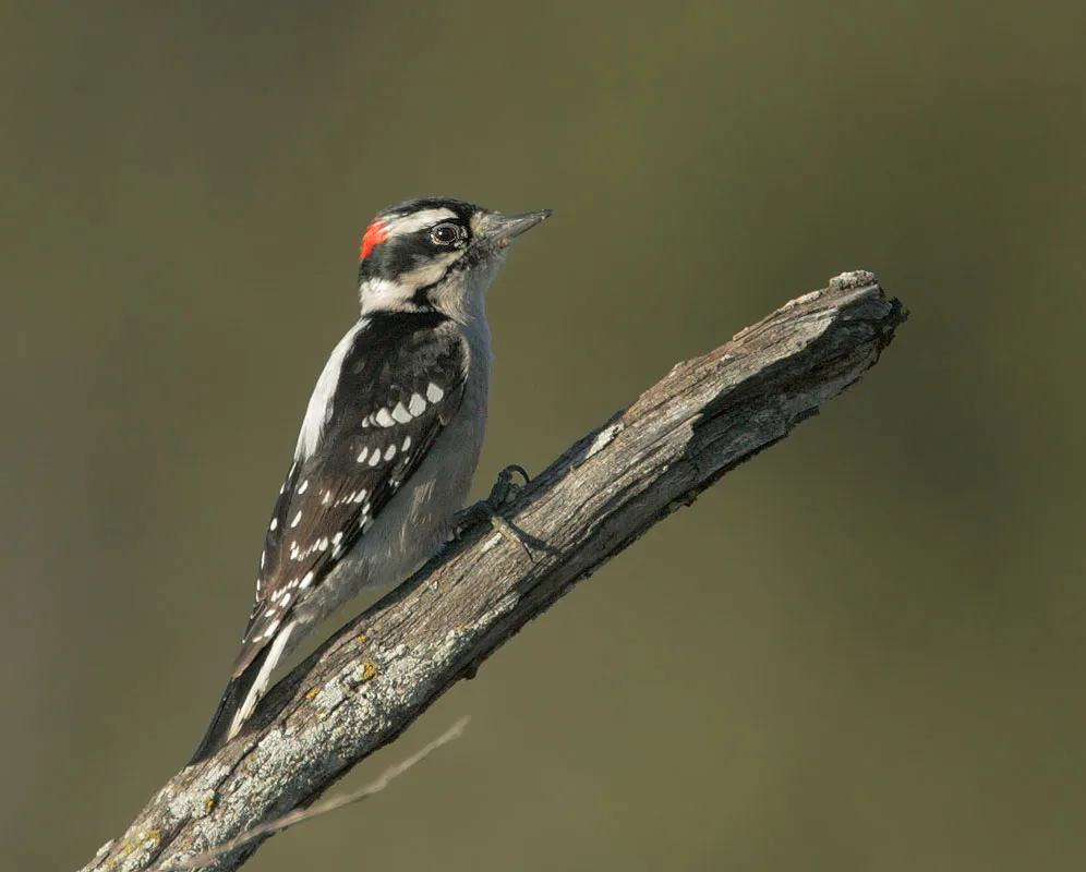 Downy Woodpecker