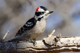 Downy Woodpecker