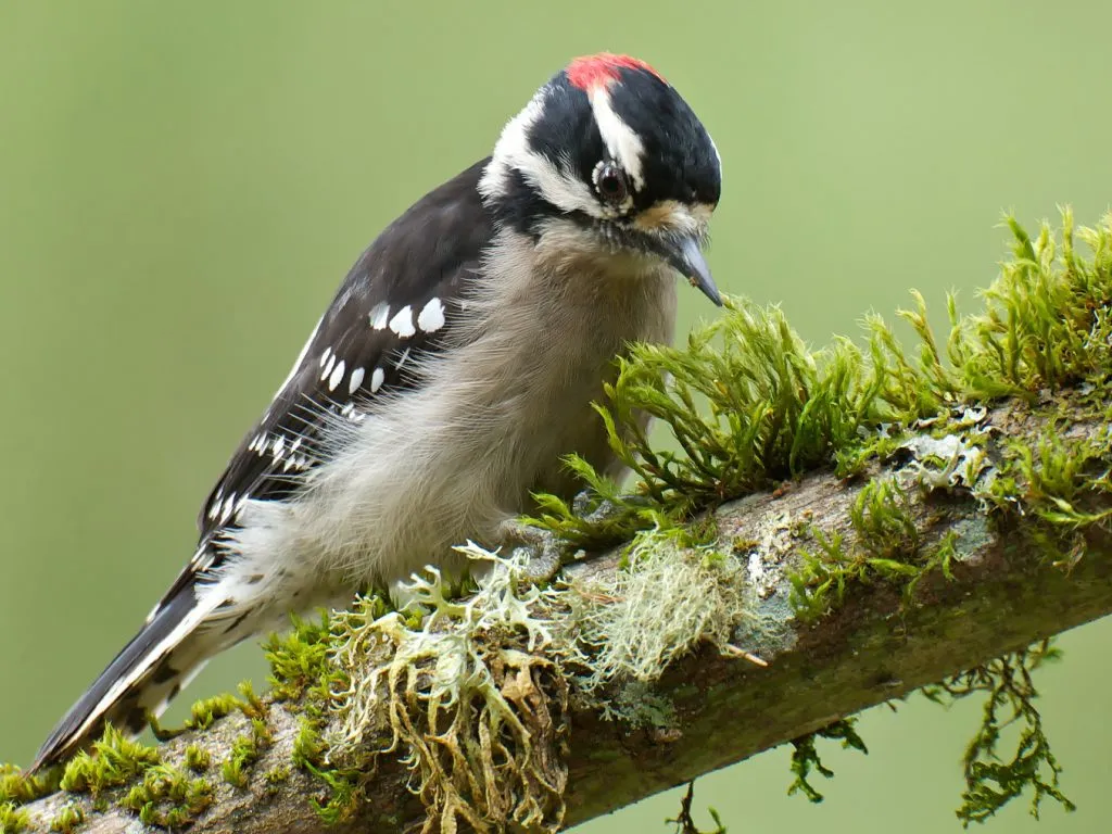 Downy Woodpecker