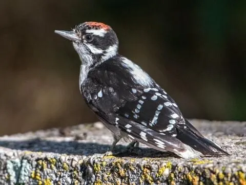 Downy Woodpecker