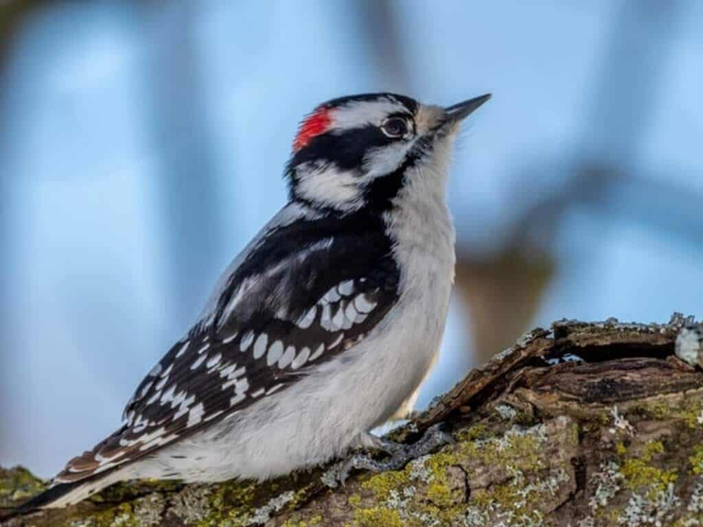 Downy Woodpecker