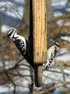 The Downy Woodpecker (right) is smaller than the Hairy Woodpecker (left).