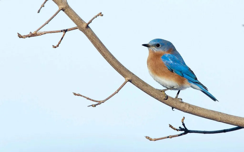 Eastern Bluebird