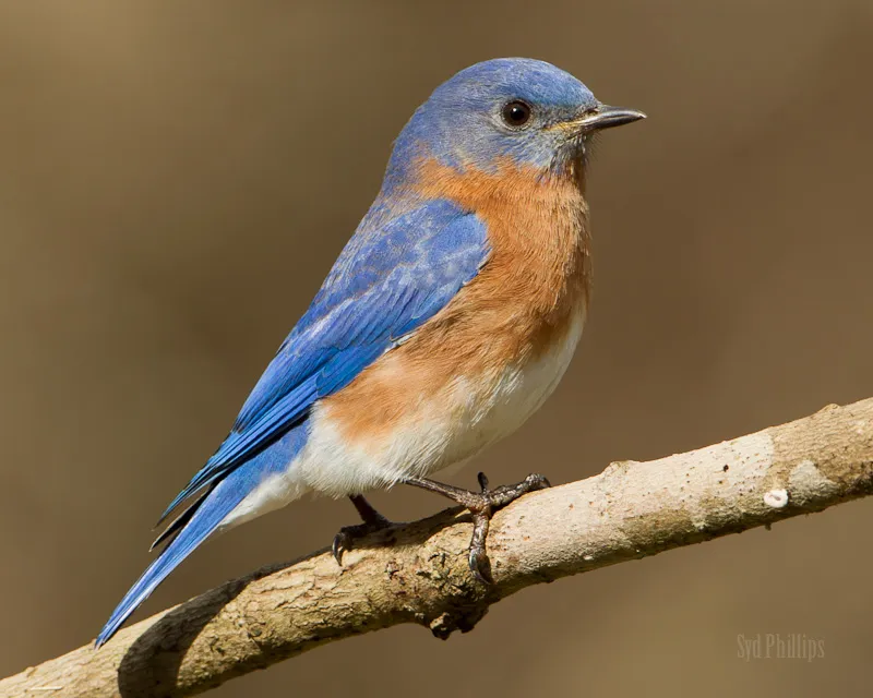 Eastern Bluebird