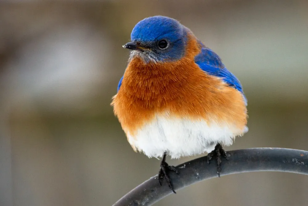 Eastern Bluebird