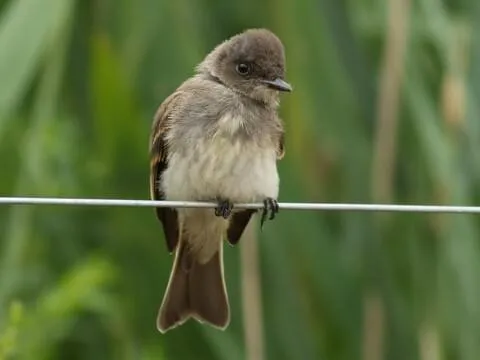 Eastern Phoebe