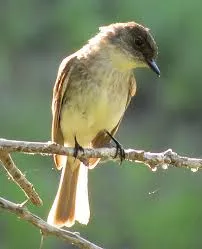 Eastern Phoebe