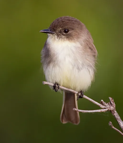 Eastern Phoebe