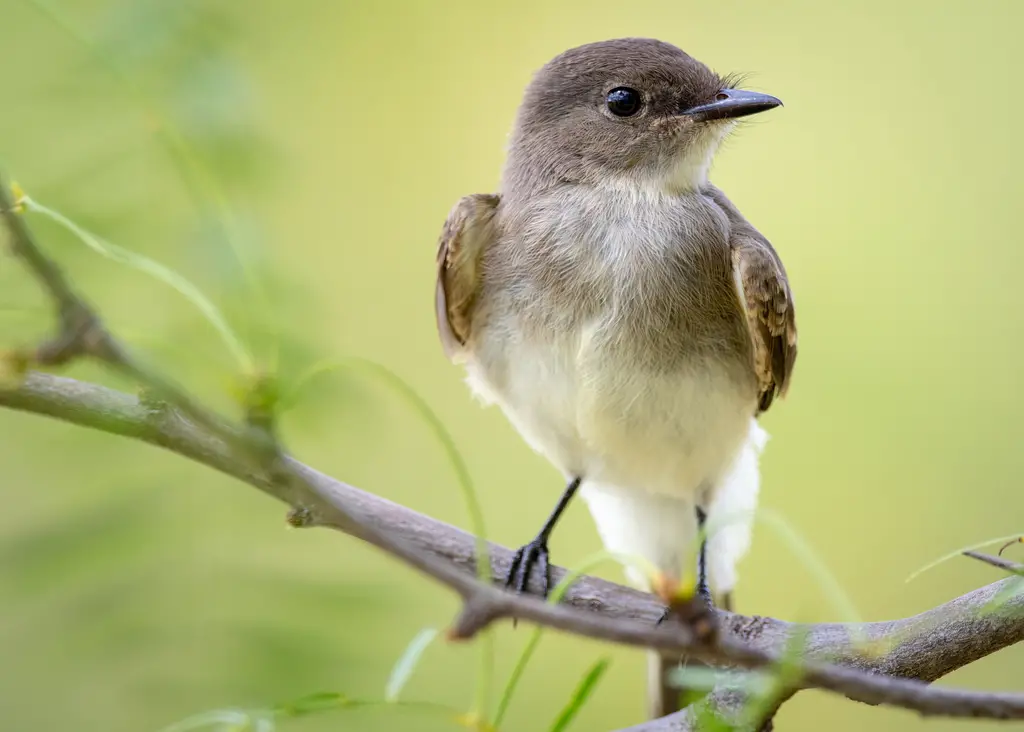 Eastern Phoebe