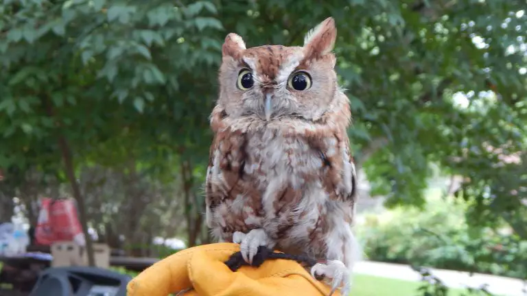 Eastern Screech Owl