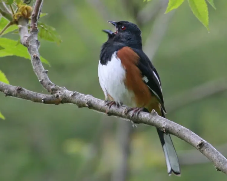 Eastern Towhee