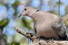 Eurasian Collared Dove 