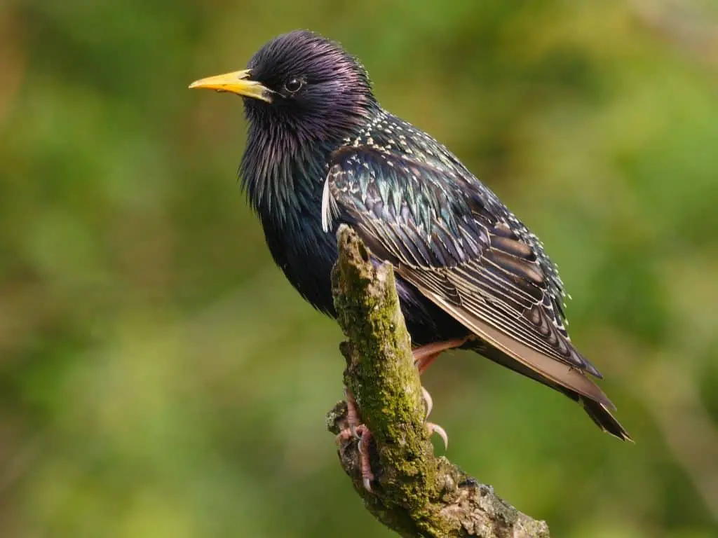 European Starling 