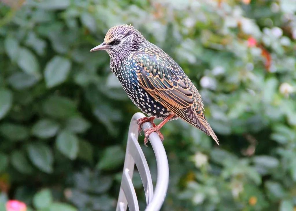 European Starling