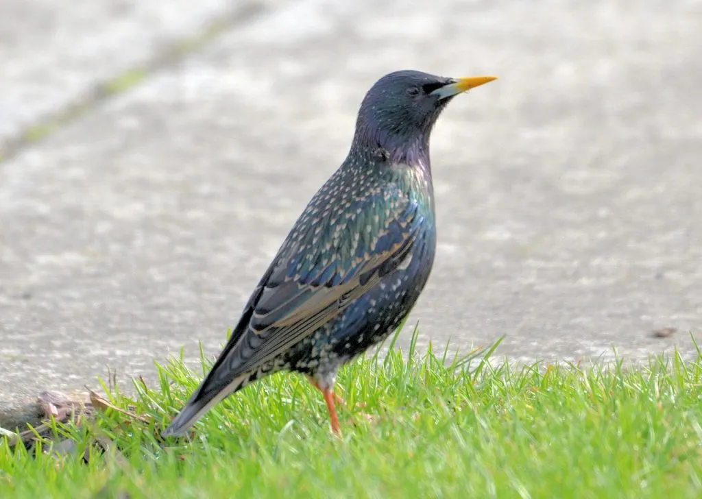 European Starling