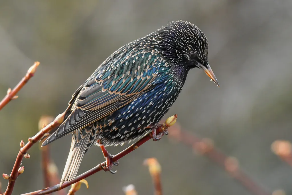 European Starling