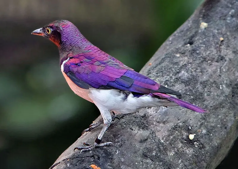 European Starling