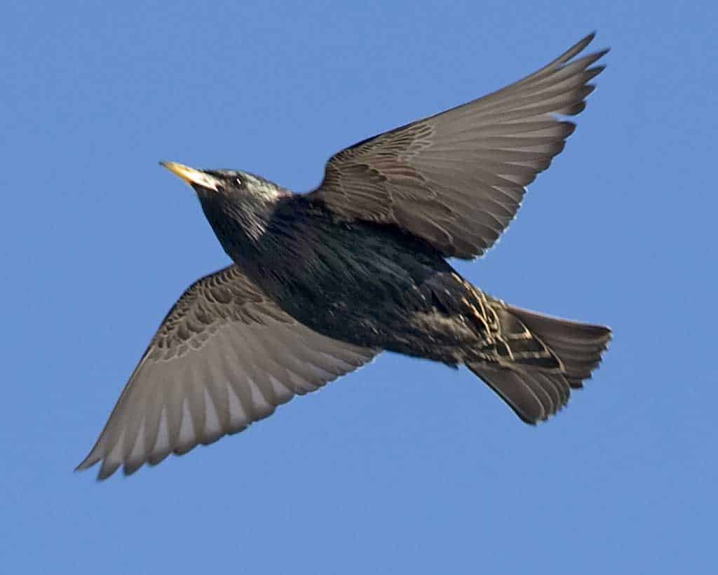 European Starling