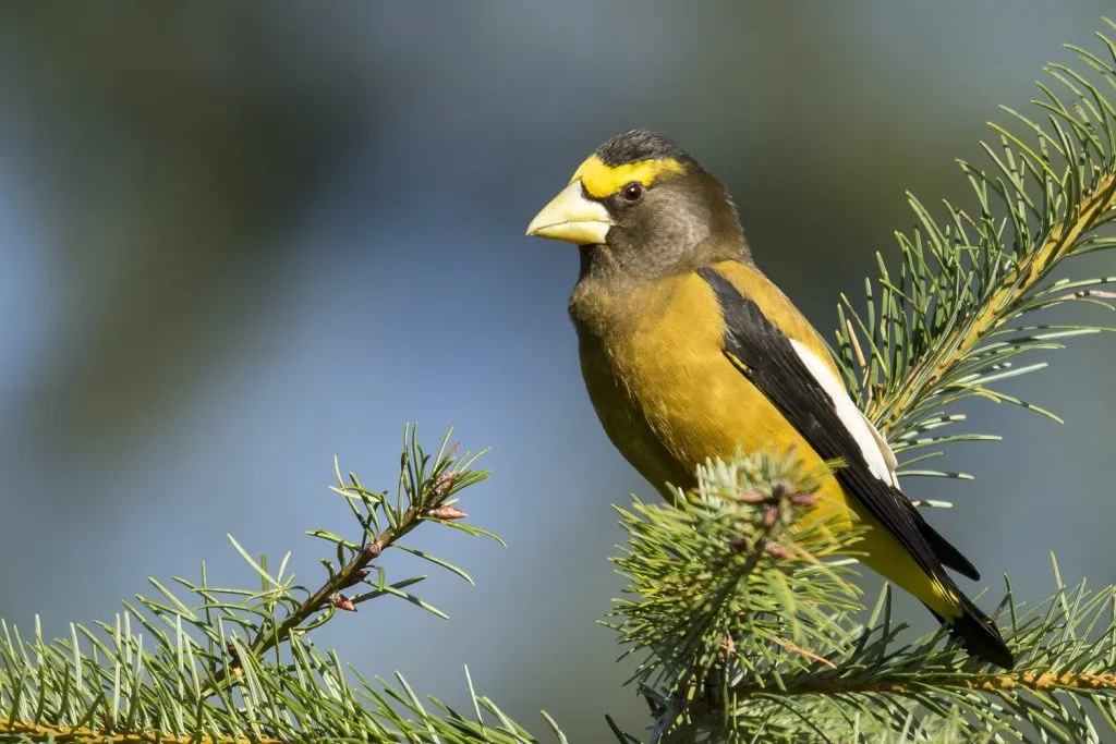 Evening Grosbeak