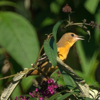 Baltimore Oriole