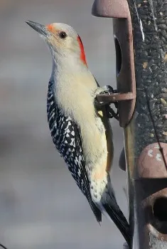 Red-Bellied Woodpecker