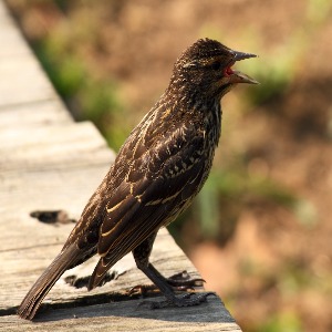 Red-Winged Blackbird