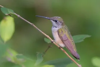 Ruby-Throated Hummingbird