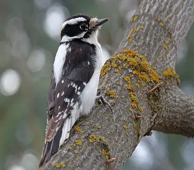 Downy Woodpecker