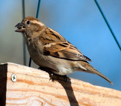 House Sparrow