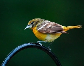 Baltimore Oriole