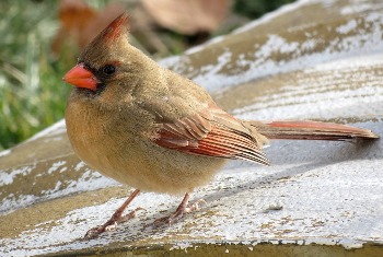 Northern Cardinal