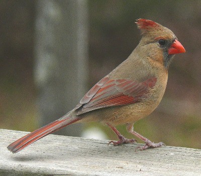 Northern Cardinal