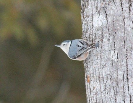 White-Breasted Nuthatch