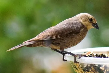 Brown-headed Cowbird