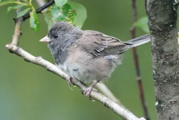 Dark-Eyed Junco