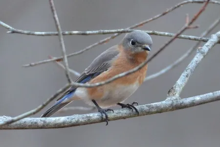 Eastern Bluebird