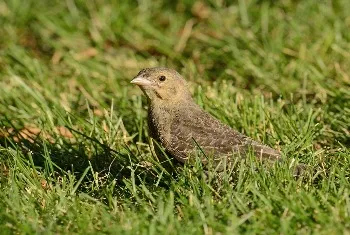 House Finch