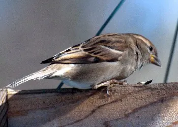 House Sparrow