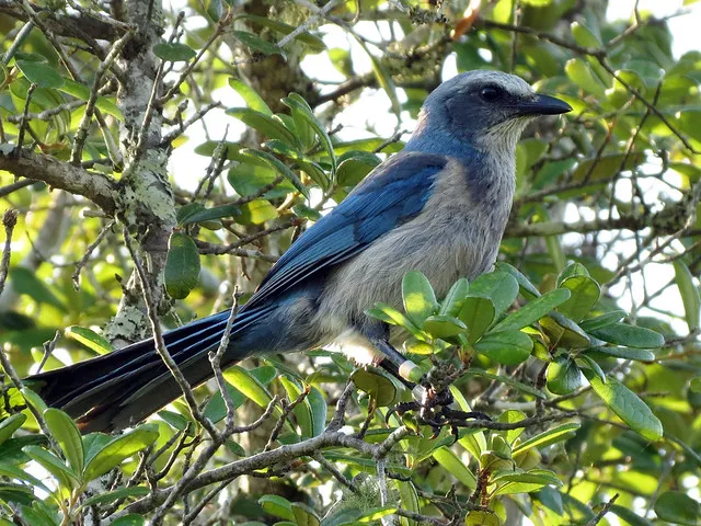 Florida Scrub Jay