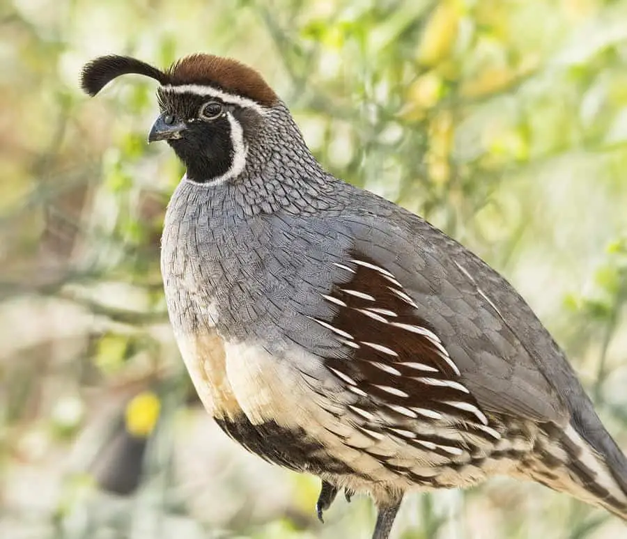 Gambel’s Quail 